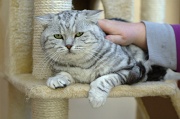 BRITISH SHORTHAIR 031